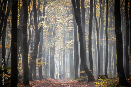 Sunrays through the dancing trees of 'Speulder- and Sprielderbos', forest on the Veluwe in Autumn