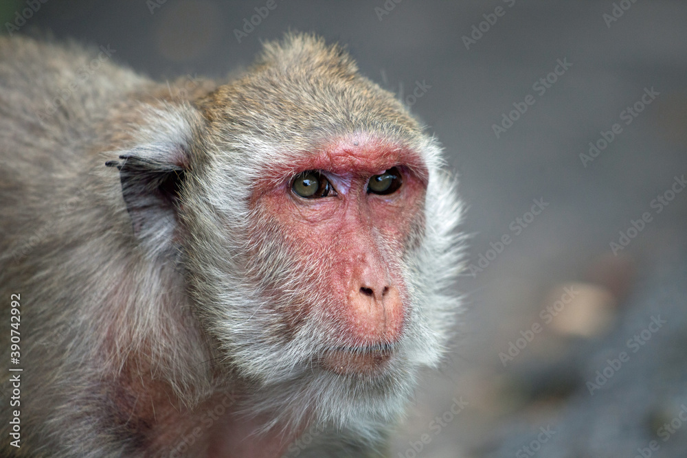 Obraz premium 可愛いサル