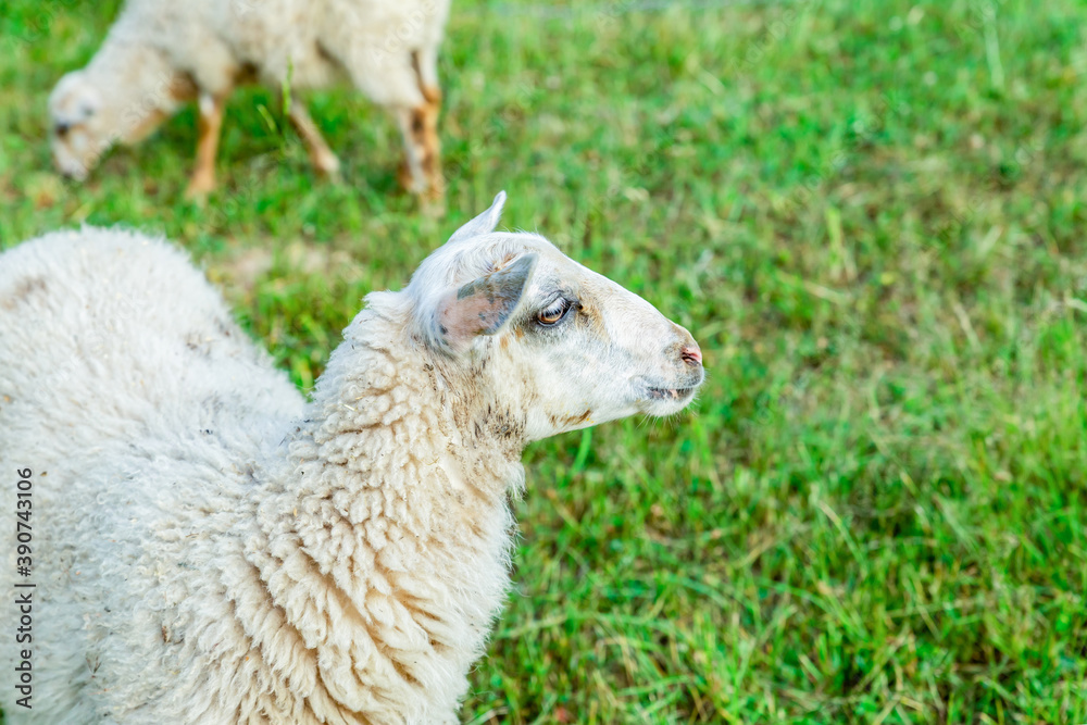 white ram in profile stands on a green glade, grazing livestock with copy space white ram in profile stands on a green glade, grazing livestock with copy space