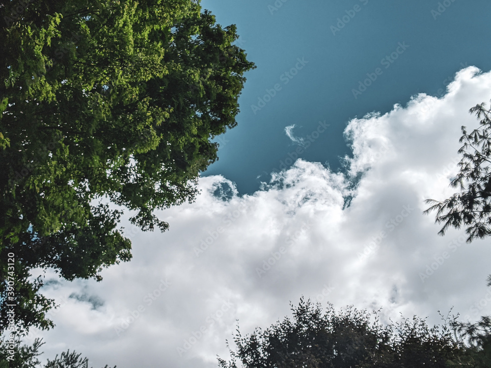 Obraz premium tree in the sky