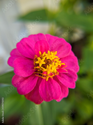 common zinnia flower