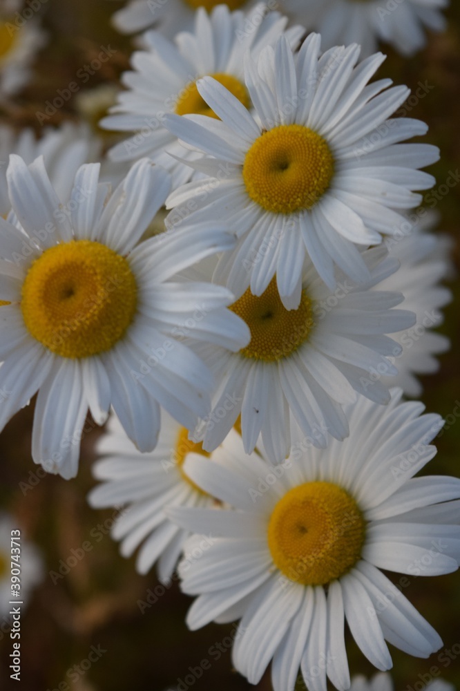 Obraz premium daisies