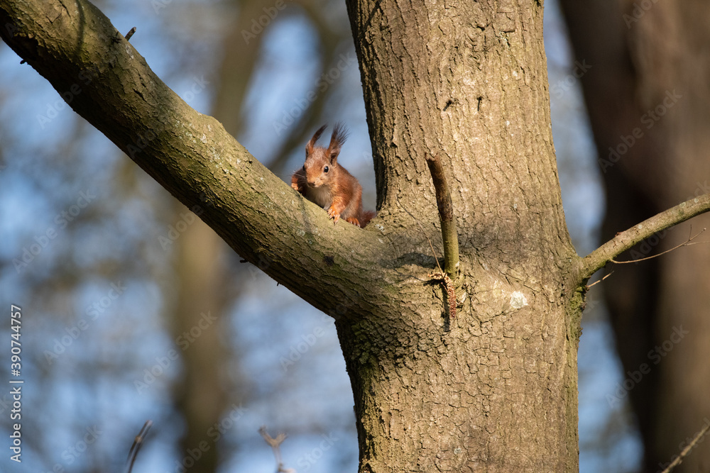 squirrel squirrel