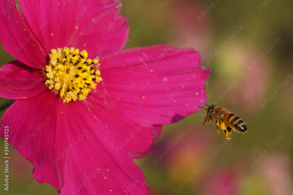 コスモスに近づいて飛んでいるミツバチ