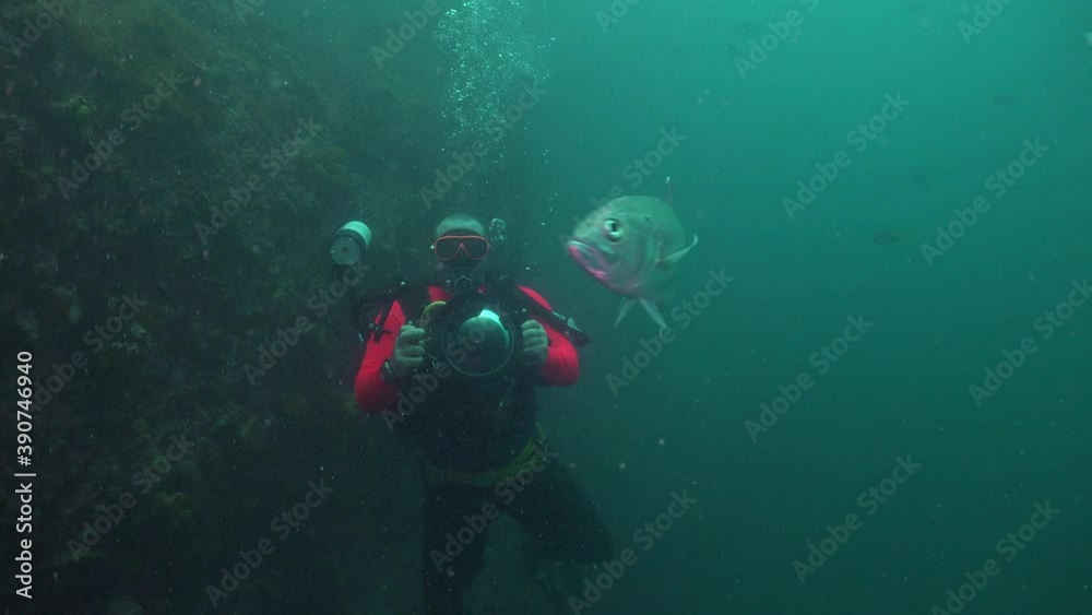 Bigeye trevalyy ( Caranx) attacks videographer and shows mating behaviour
Bigeye trevalyy ( Caranx) attacks videographer and shows mating behaviour