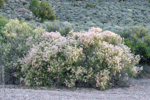 The bright pink fluffy fruits of Apache Plume (Fallugia paradoxa) a native shrub of the Mojave and Great Basin Desert in the Rose family photo
