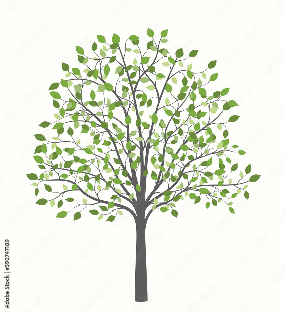 Tree with green leaves of different shades Tree with green leaves of different shades