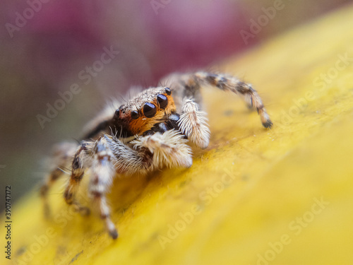 Jumping spider on a leaves