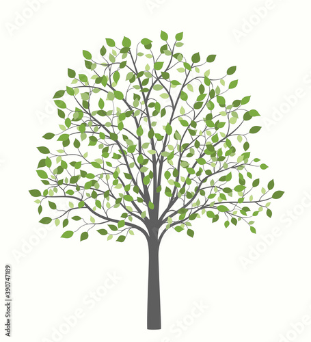 Tree with green leaves of different shades