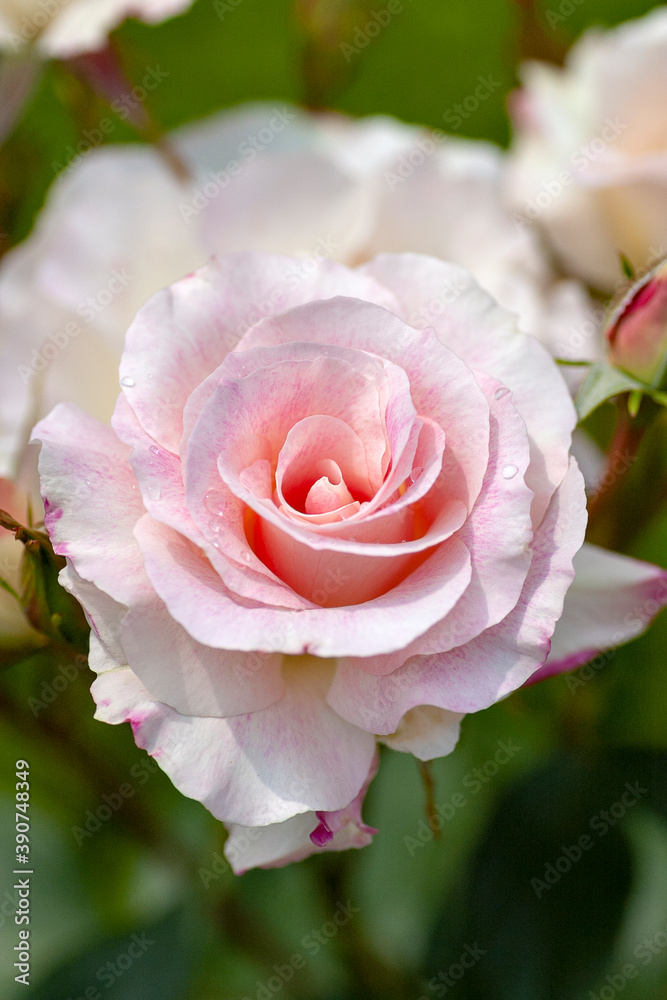 Pink roses in garden Pink roses in garden