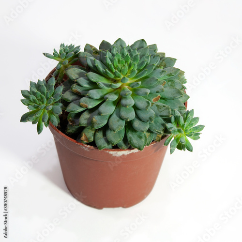 Echeveria setosa deminuta succulent plant in pot isolated on white background photo