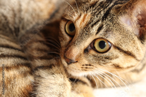 Close-up portrait of young tabby cat, lying and looking at something