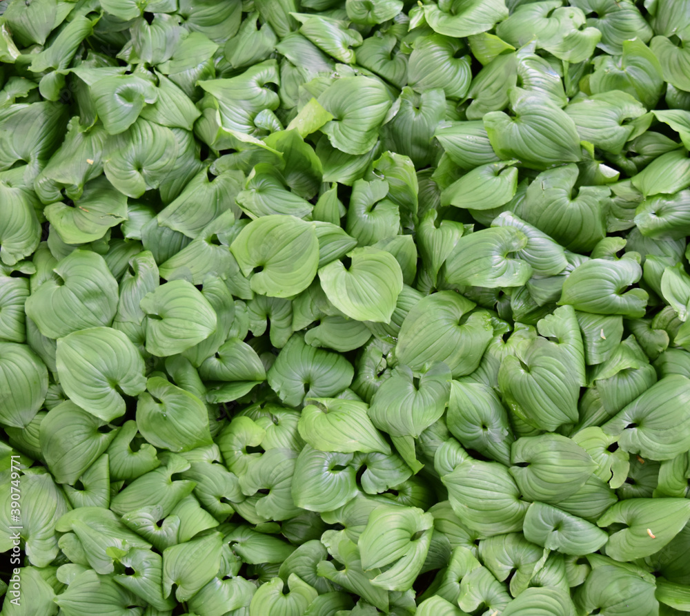 Native Ground Cover - British Columbia - Canada Native Ground Cover - British Columbia - Canada
