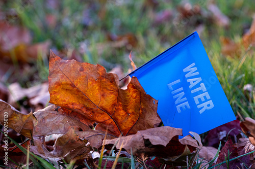 Warning flag for a buried water line in the grass beside a fallen leaf in Autumn