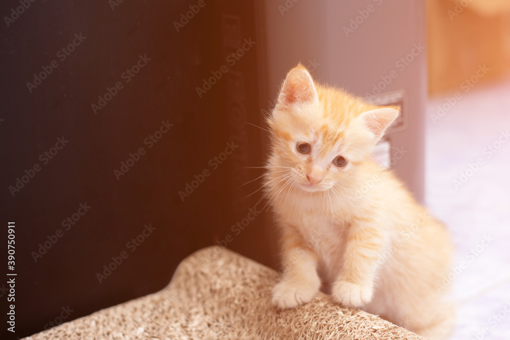 Orange baby tabby cat on cardboard cat scratcher isolated on white background. Stock Photo