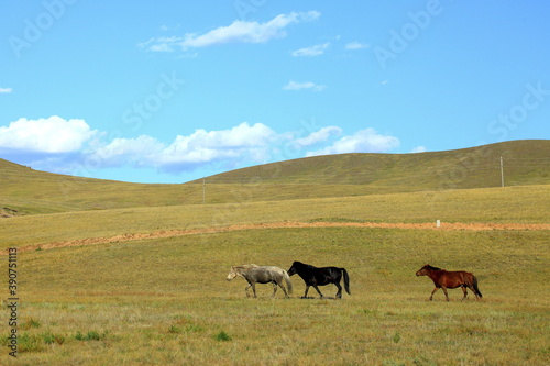 travel in Mongolia