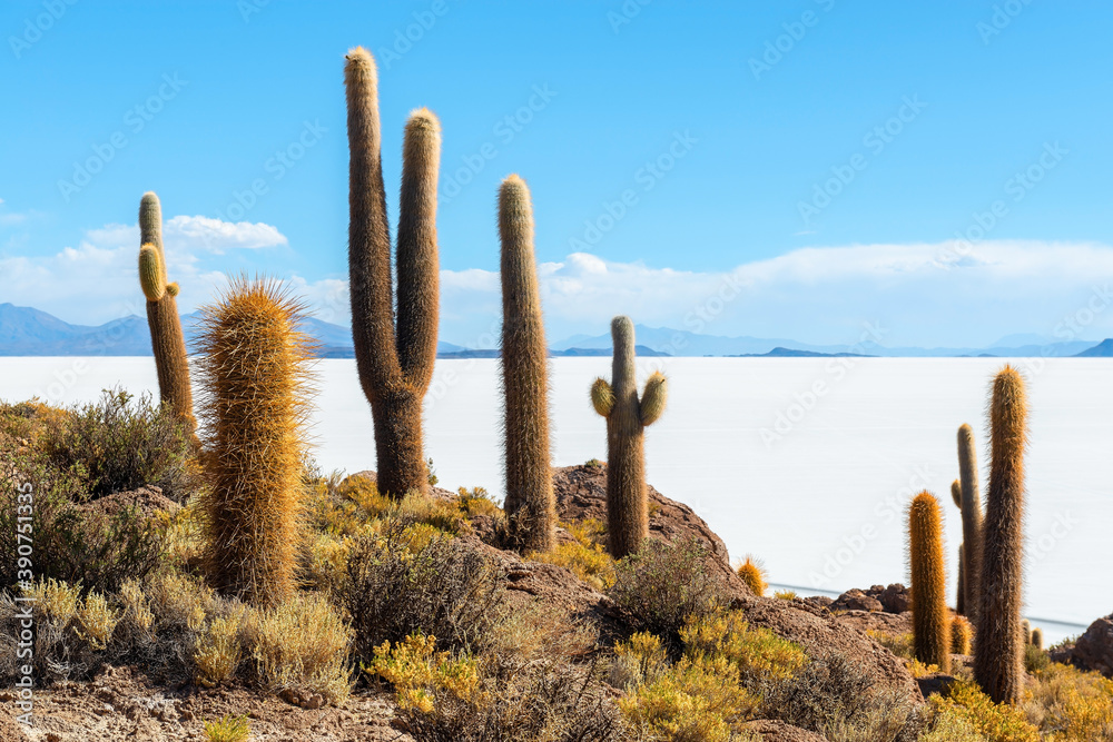 Giant Atacama Cactus (Echinopsis atacamensis) on Incahuasi or fish island, Uyuni salt flat desert, Bolivia. Giant Atacama Cactus (Echinopsis atacamensis) on Incahuasi or fish island, Uyuni salt flat desert, Bolivia.