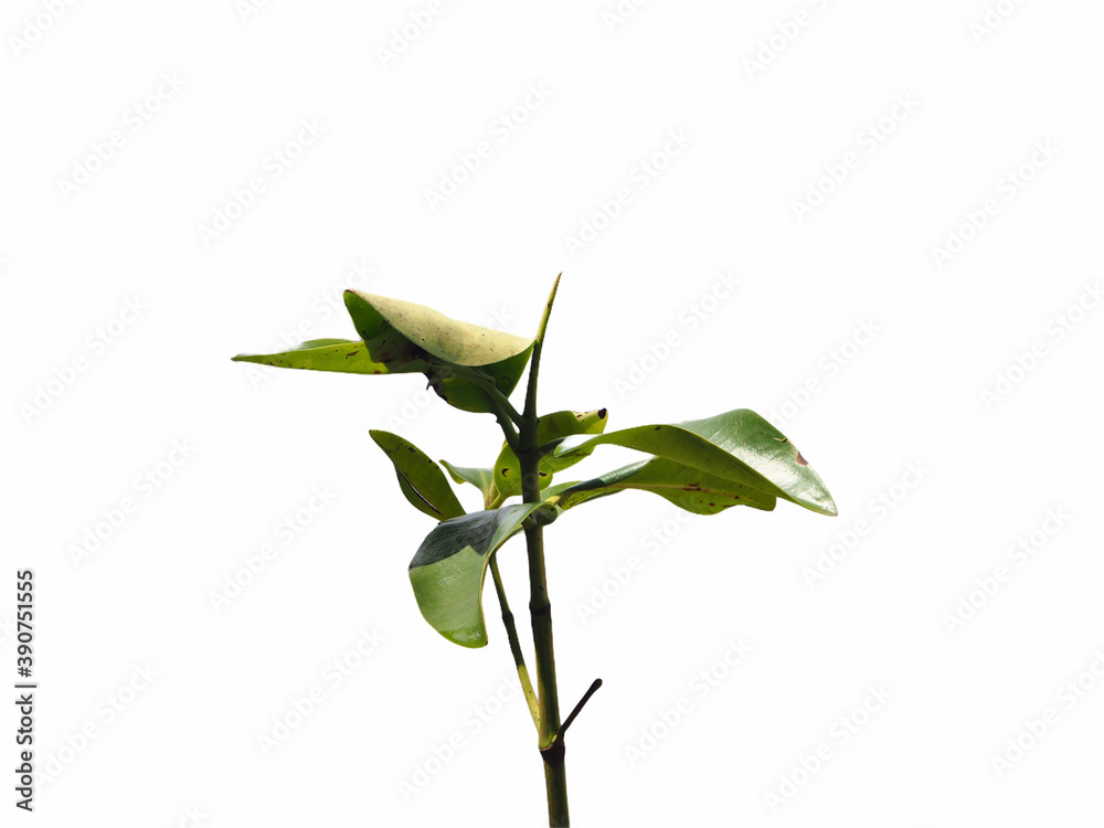 Obraz premium Small tree cut isolated on white background