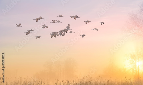 Flock of birds flying over field in morning mist