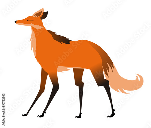  maned wolf aguara guazu south america fox