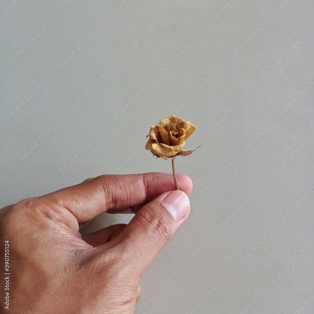 Obraz premium People hand finger holding dried dry rose flower with white wall background