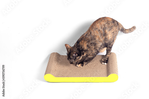 Tabby Cat scratching nails on cardboard cat scratcher isolated on white background.