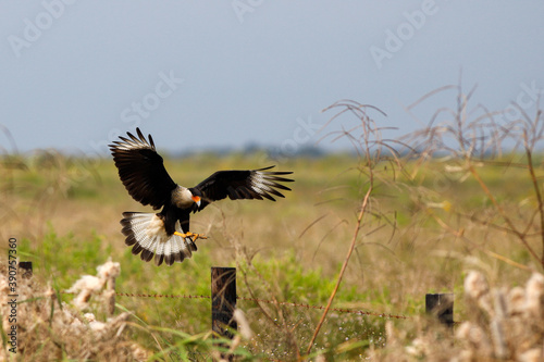 Crested Caracara In The Wild