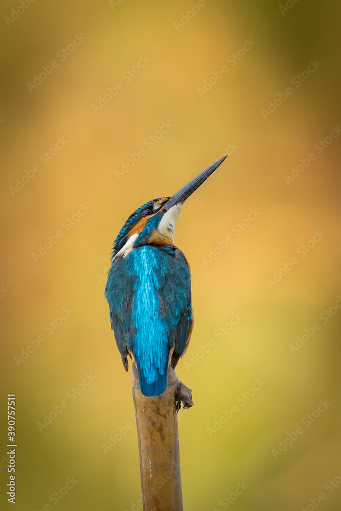 Obraz premium Image of common kingfisher (Alcedo atthis) perched on a branch on nature background. Bird. Animals.