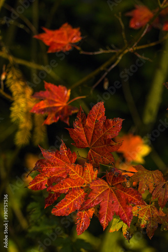 autumn foliage