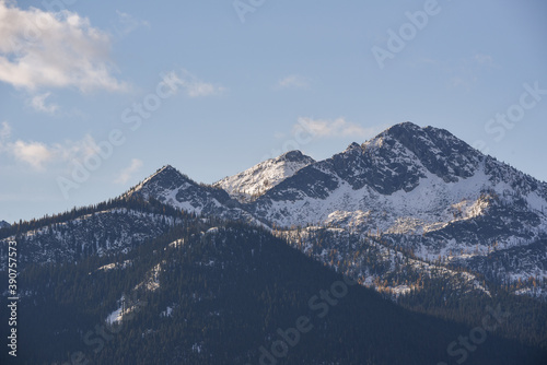 autumn larches in the cascades