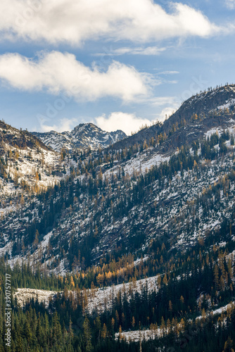 autumn larches in the cascades 