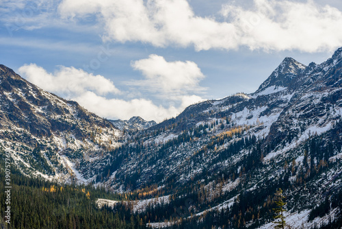 autumn larches in the cascades