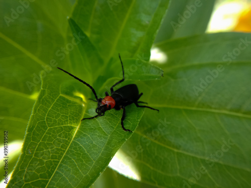 picture of red headed blister beetle or lytta magister sitting on leaf. Himachal pradesh, India