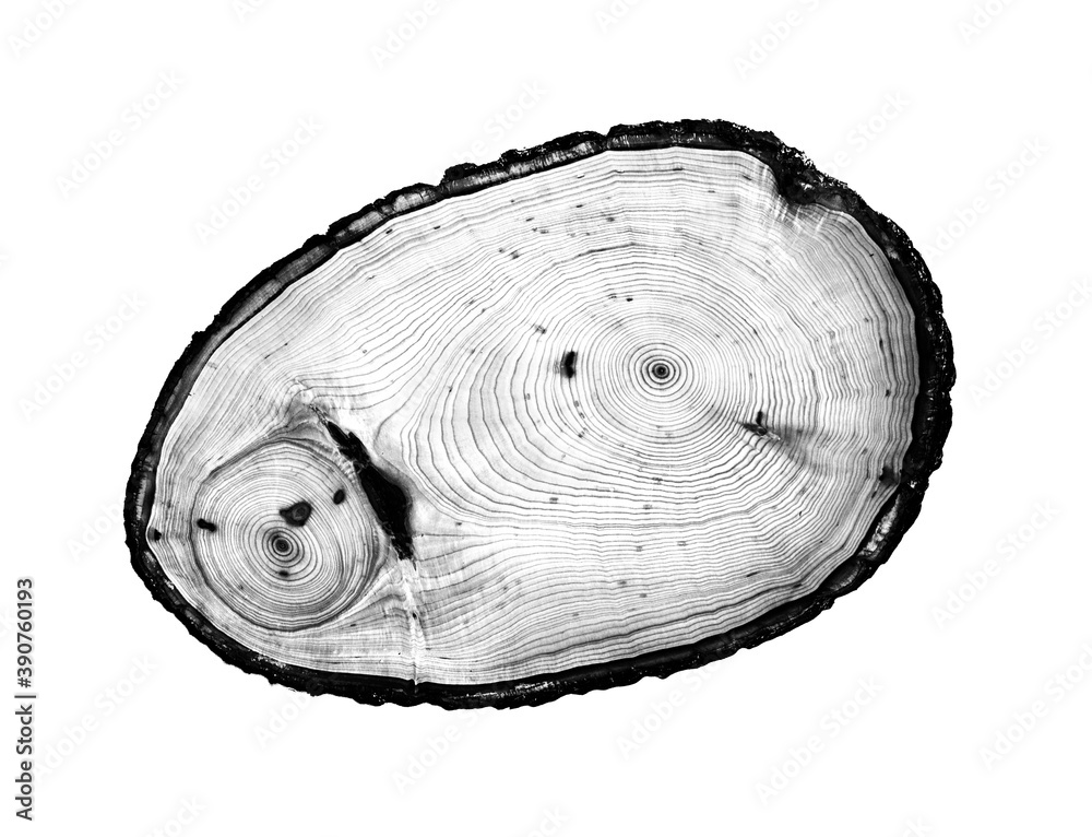 Black and white tree art wood from a trunk with growth rings isolated on white. Natural vintage wood texture. Black and white tree art wood from a trunk with growth rings isolated on white. Natural vintage wood texture.