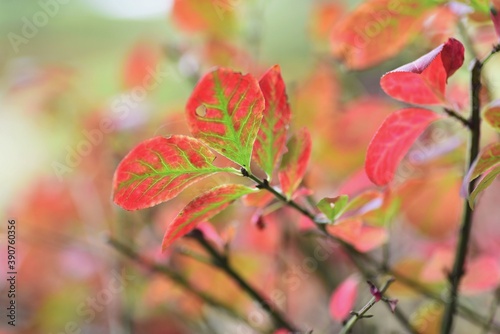 Euonymus aratus leaves and berries / one of the world's three most beautiful autumn leaves trees. photo