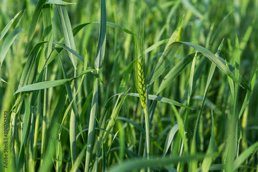 Green wheat field and sunny day. Wheat ears close up. Beautiful natural landscape. Rural landscapes in spring or summer. Future rich harvest concept. Green wheat field and sunny day. Wheat ears close up. Beautiful natural landscape. Rural landscapes in spring or summer. Future rich harvest concept.