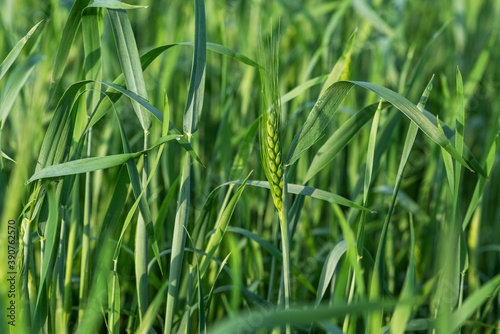 Green wheat field and sunny day. Wheat ears close up. Beautiful natural landscape. Rural landscapes in spring or summer. Future rich harvest concept.