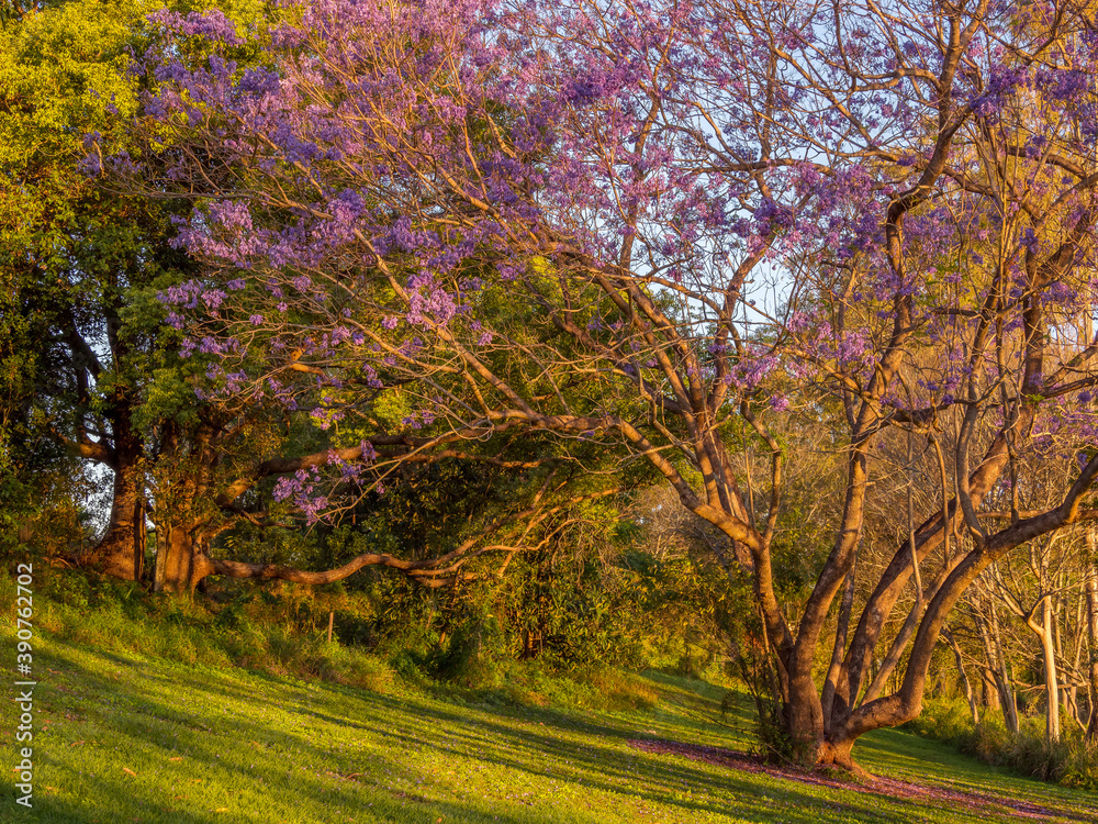 Jacaranda in Bloom on a Golden Afternoon