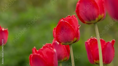 Tulips