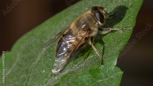 Hoverfly