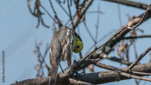 Yellow-headed wagtail
