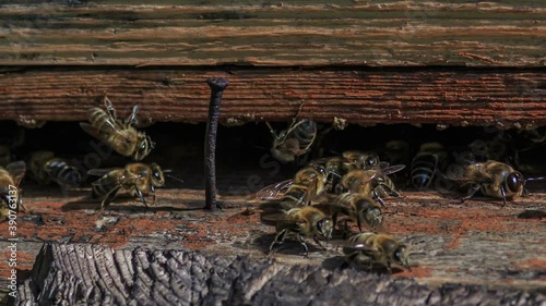Bees