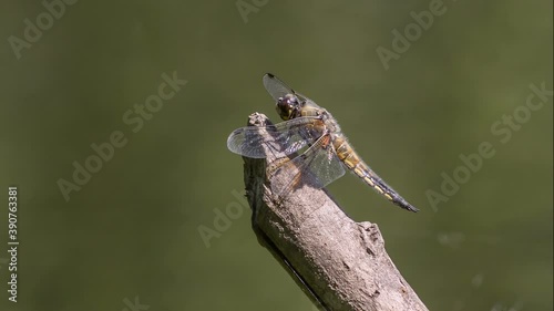Dragonfly