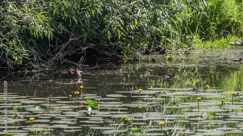 Duck and ducklings