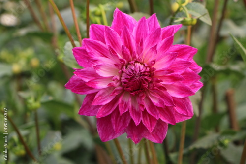 pink flower