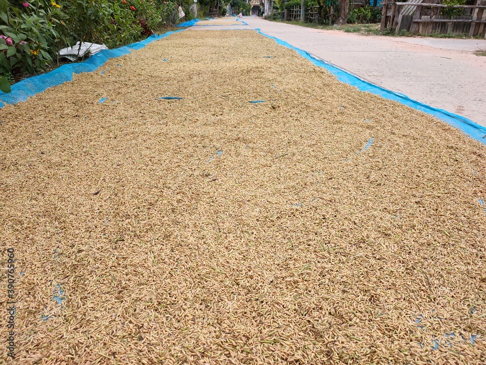 Obraz premium Rice paddy by the walkway
