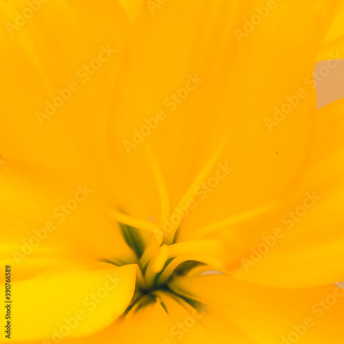 Soft focus of Bouquet of fresh Yellow planet trumpet Lily flowers and buds isolated on a white background, decoration concept