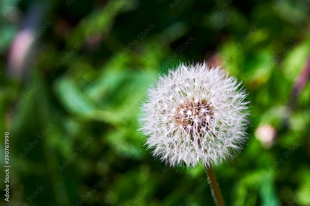 Balls of field dandelion. Dandelion seeds. Balls of field dandelion. Dandelion seeds.