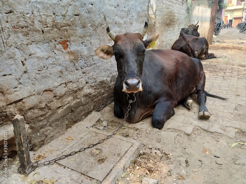 A brown domestic cow sitting on the ground of the rural household.