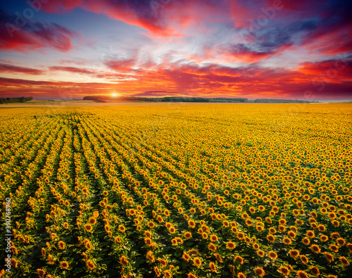 Magical scene of vivid yellow sunflowers from above in the evening. © Leonid Tit